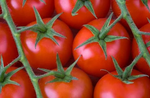 Red cherry tomatoes on the vine Stock Photos