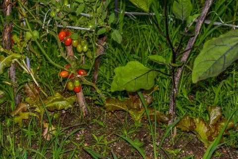 Red cherry tomatoes on the vine. Stock Photos
