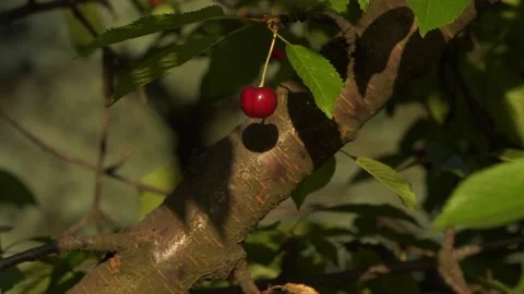Red cherry on a tree against the background of the trunk in the sun Stock Footage 132192975