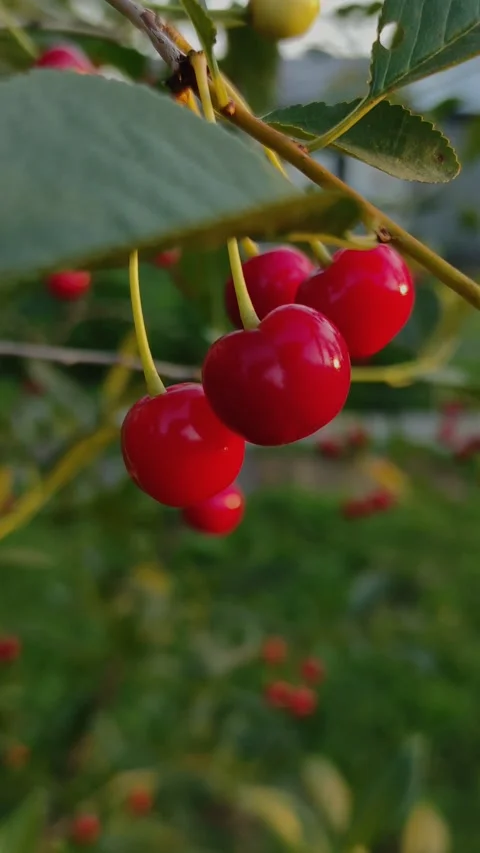 Red cherry tree, berries swaying in the wind on the bushes Stock Footage 158064403