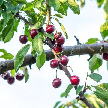 Red cherry on a tree branch with green leaves, copy space Stock Photos