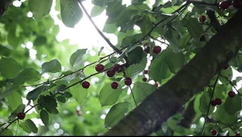 Red cherry tree Stock Footage 7738939