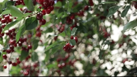 Red cherry tree Stock Footage 7739096
