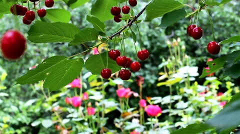 Red Cherry Tree. Stock Footage 36688705
