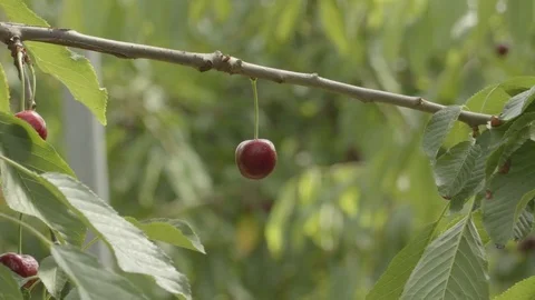 The red cherry on a tree in the garden close-up view Stock Footage 77551260