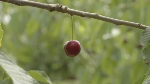 The red cherry  on a tree in the garden Stock Footage 77551196