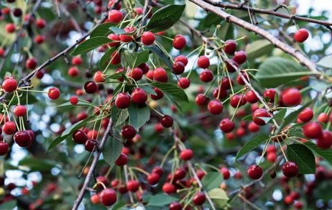 Red cherry on the tree. Ripe cherry in the summer garden. Stock Photos