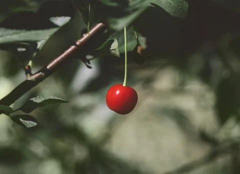 Red cherry on the tree. Single cherry on a green background. Stock Photos