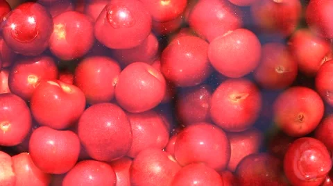 Red cherry in water Video stock 42694468