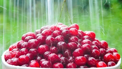 Red cherry on a white plate, on a green background, watered with water. Stock Footage 124762727