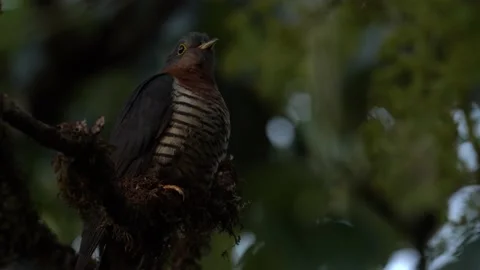 Red-chested cuckoo, Cuculus solitarius, sitting on the tree, gree vegetation. Ha Stock Footage 164031055