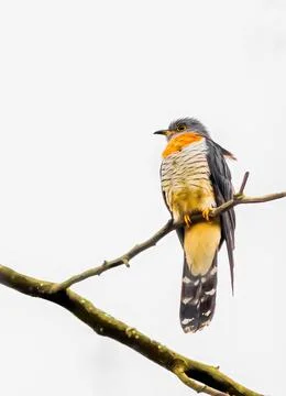 Red Chested Cuckoo perched on a tree Stock Photos