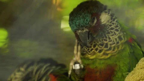 A red chested parrot  Stock Footage 272733439