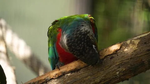 A red chested parrot  Stock Footage 272738744