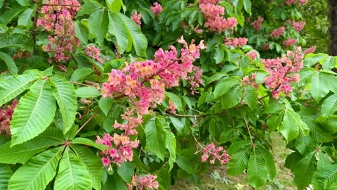 Red chestnut flowers on a tree Stock Footage 274726535