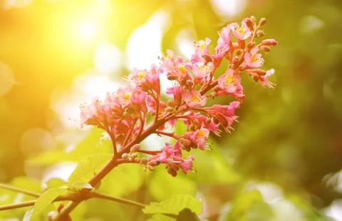 Red chestnut tree in blossom background. Blooming chestnut tree at sunlight Stock Photos