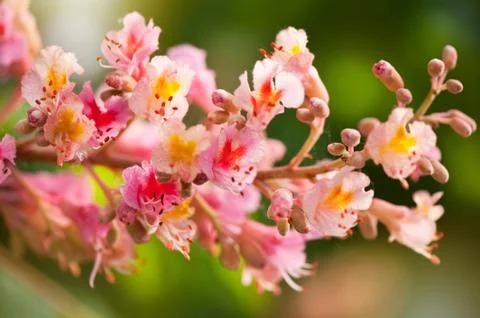Red chestnut tree blossoms Stock Photos