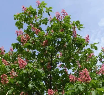 Red chestnut tree 库存照片