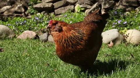 Red Chicken in the Backyard in the summer Video stock 47520836