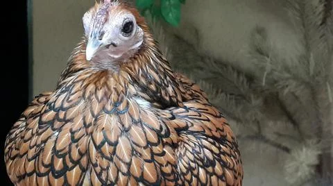 Red chicken close-up. Stock Photos