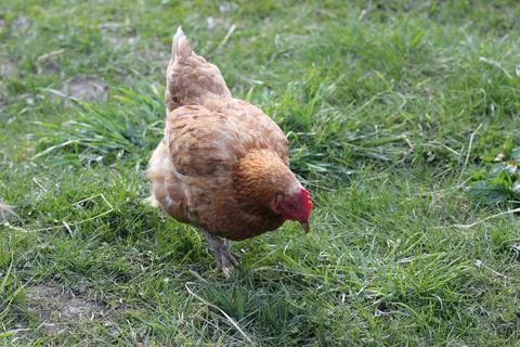 Red Chicken in the Grass Stock Photos