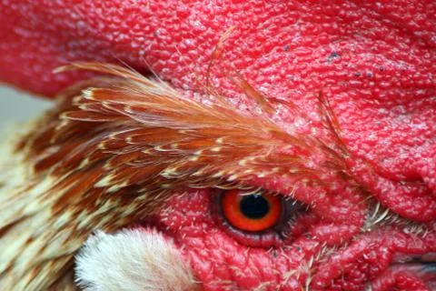 Red chicken head close-up Stock Photos