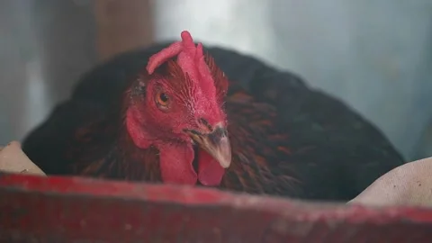 Red Chicken Laying Eggs Stock Footage 178391869