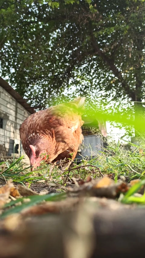 Red chicken looking for food Video stock 279549321