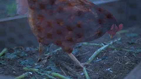 Red Chicken Pecking at Feed on the Ground Stock Footage 94877160