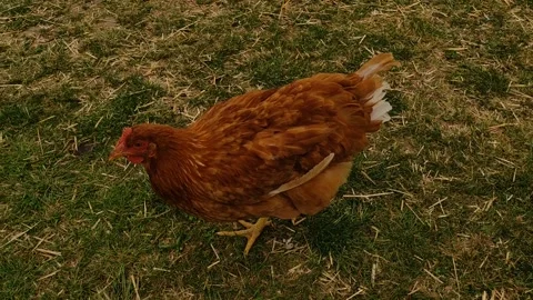 A red chicken pecks at the ground in a field of grass Stock Footage 282868278