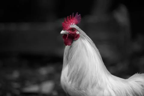 The Red chicken Stock Photos