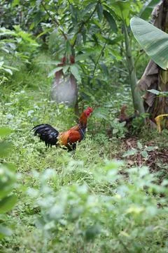 RED CHICKEN Stock Photos