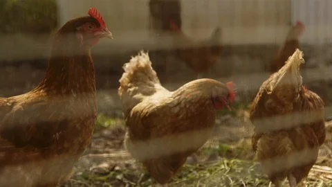 Red chickens in a pen Stock Footage 91826741