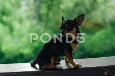 Red chihuahua dog lies on windowsill at window and looks into the distance. Stock Photos