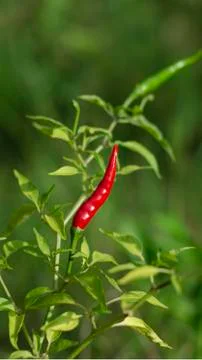 Red chili background Photos
