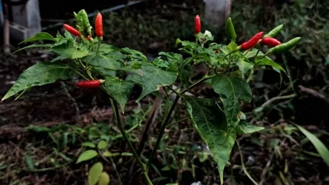 Red Chili Stock Footage 165085098