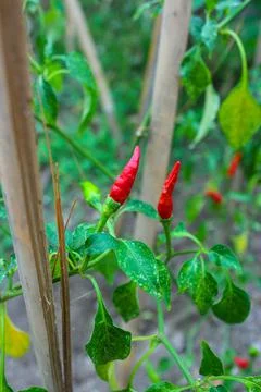 Red chili in the garden Stock Photos