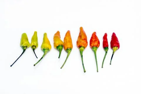 Red chili lined Stock Photos