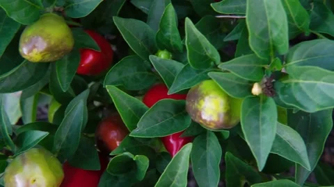 Red chili pepper close-up, top view, growing on an eco farm. 4k video clip Stock Footage 226946545