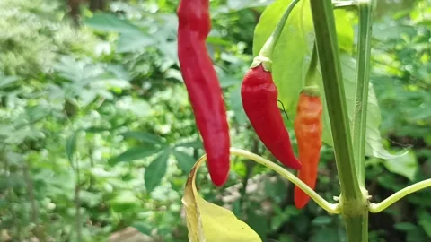 Red chili pepper Stock Footage 234716225