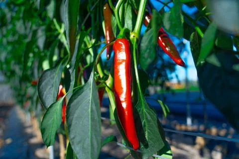 Red chili pepper growing in a chilli field Stock Photos
