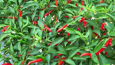 Red chili pepper grows on green branch, plantation of vegetables in a garden, Re Stock Footage 237829865