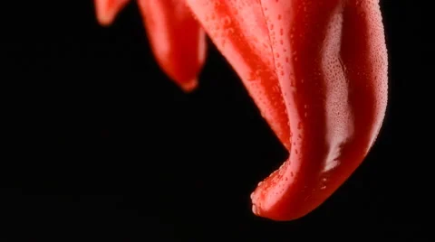 Red chili pepper, macro shot on black background. Stock-Footage 42175595