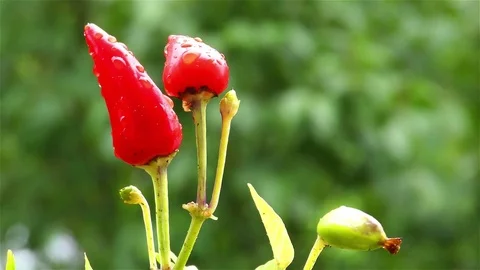 Red chili pepper on tree Stock Footage 71764063
