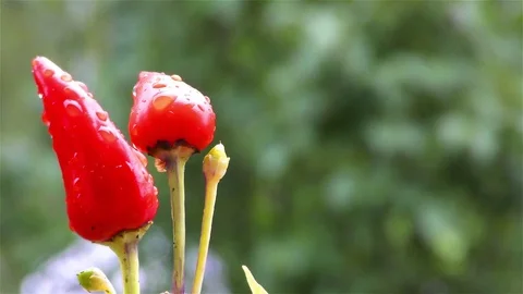 Red chili pepper on tree Stock Footage 71764149