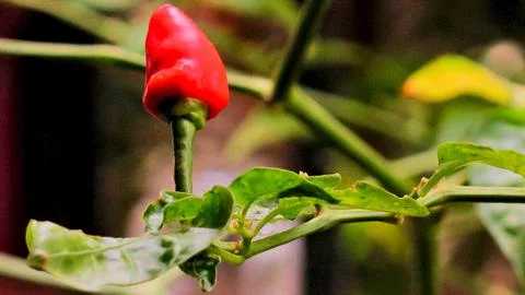 Red chili pepper1 Stock Photos