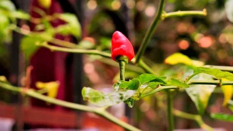 Red chili pepper2 Stock Photos