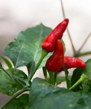 Red chili Stock Photos
