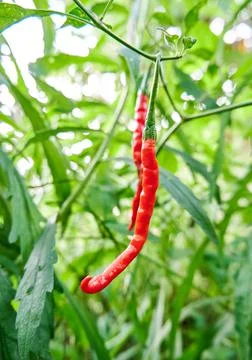 Red Chili Stock Photos