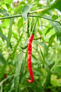 Red Chili Stock Photos